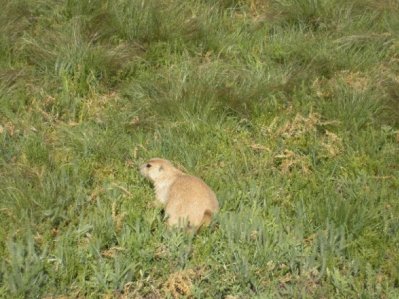 Prairie Dog Village