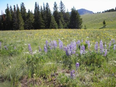 Lupines