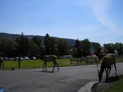 Elk